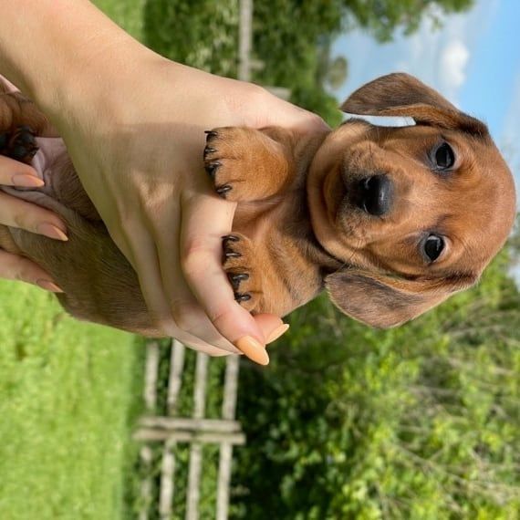   cuccioli di bassotto disponibili per il re-home | Foto 1