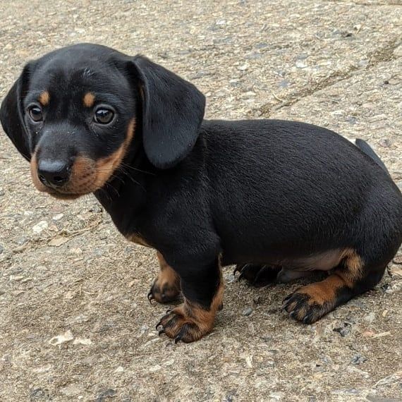   cuccioli di bassotto disponibili per il re-home | Foto 0