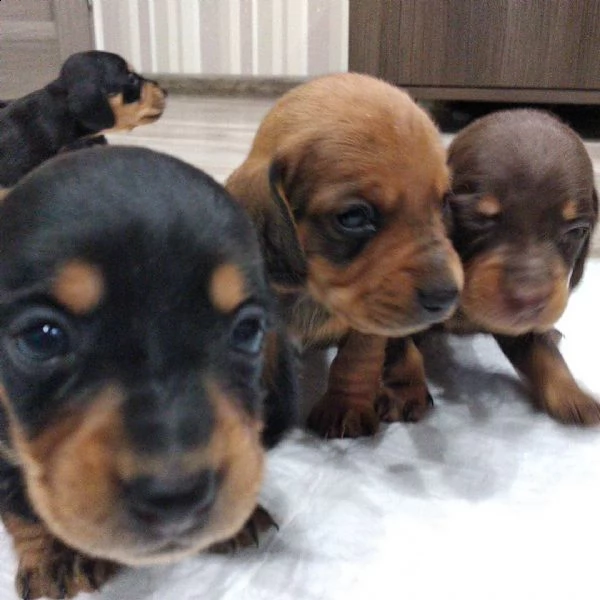 adorabili cuccioli di impressionante patrimonio. | Foto 1