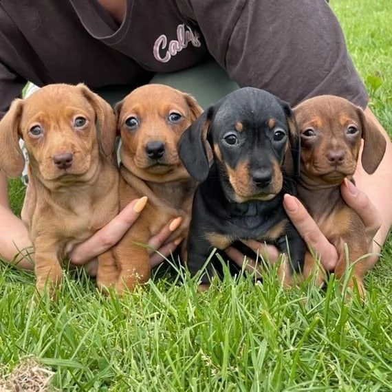 adorabili cuccioli di impressionante patrimonio. | Foto 0