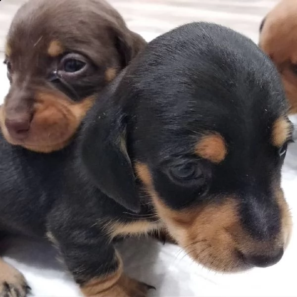 adorabili cuccioli di impressionante patrimonio.