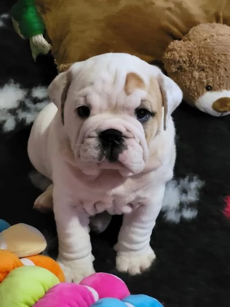 cuccioli di bulldog inglese con pedigree enci