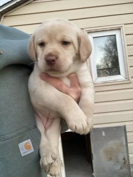 regalo cuccioli labrador .