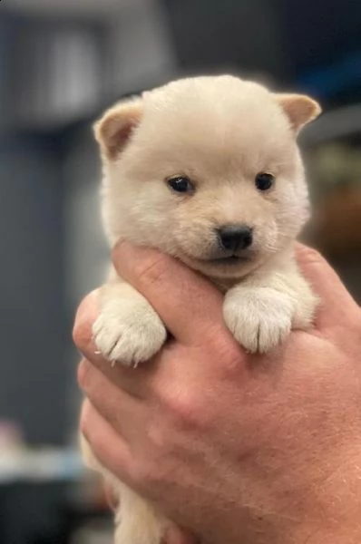 regalo cuccioli shiba inu 