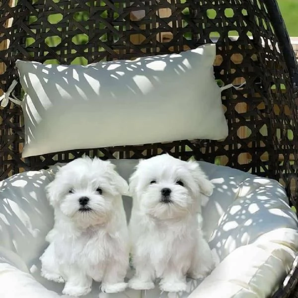 cuccioli maltese toy massimo 2kg e mezzo