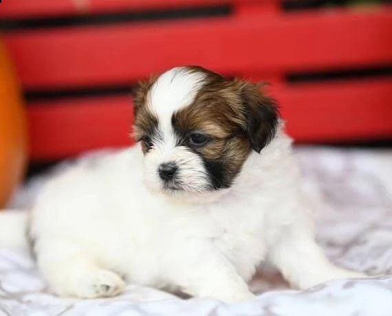 bellissimi cuccioli imperiali di shih tzu per l'adozione