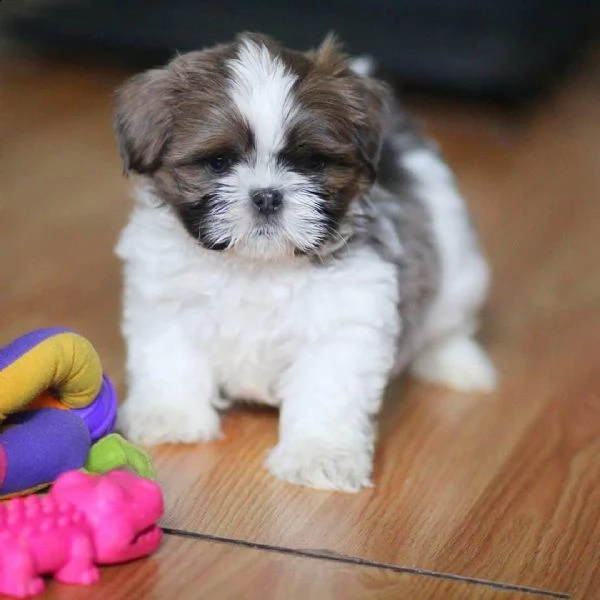 bellissimi cuccioli imperiali di shih tzu per l'adozione | Foto 0