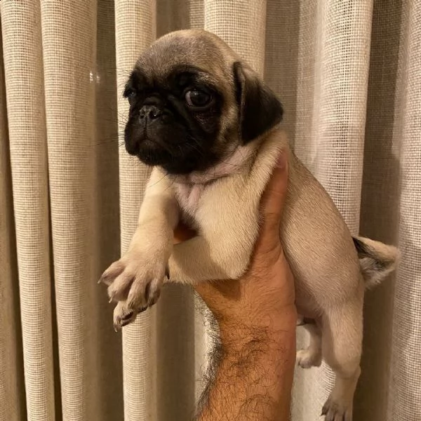 cucciolo di carlino mozzafiato | Foto 1