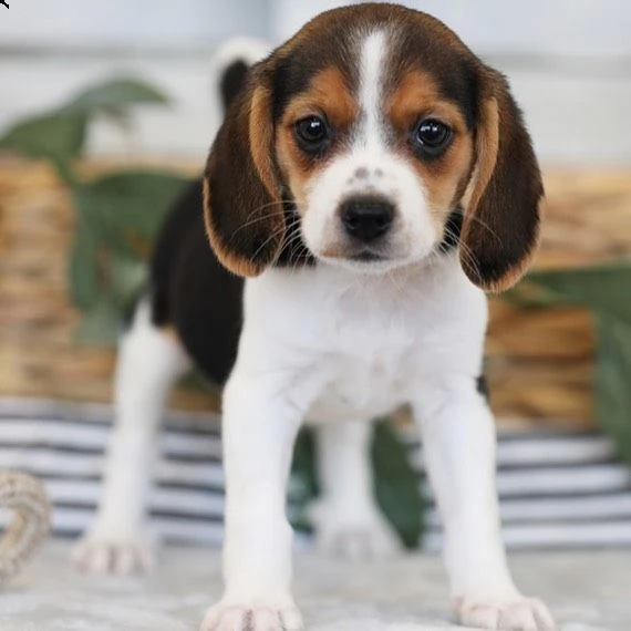 cuccioli di beagle | Foto 0