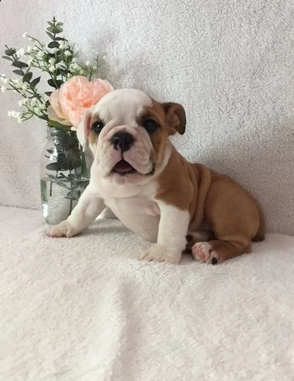 cuccioli bulldog inglese adozione | Foto 0