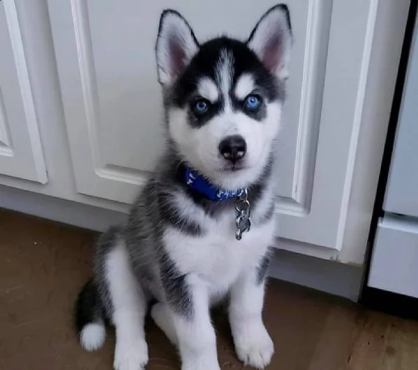  cuccioli di siberian husky registrati akc