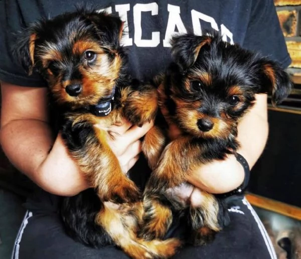  adorabili cuccioli di yorkshire terrier maschio e femmina