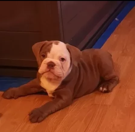cuccioli di bulldog inglese