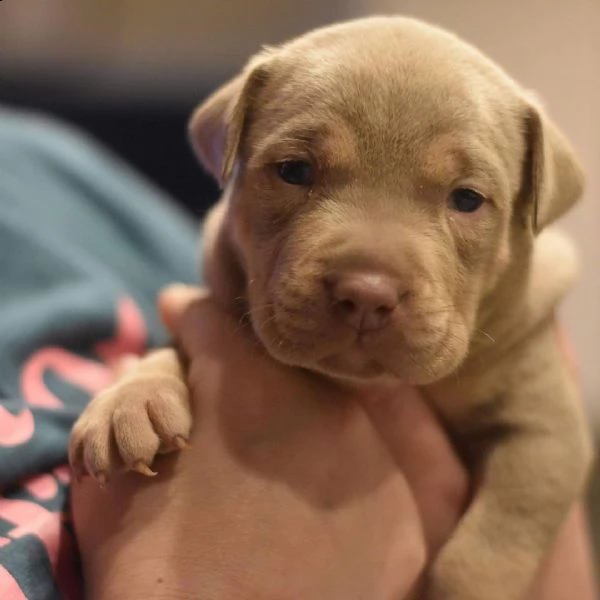 cucciolo di pitbull addestrato disponibile per la vendita | Foto 0