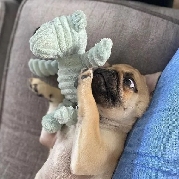 adorabile cucciolo di carlino femmina in adozione