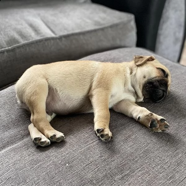 adorabile cucciolo di carlino femmina in adozione | Foto 0
