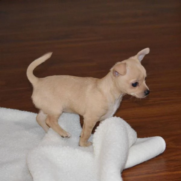 cucciolo di chihuahua di razza pura in cerca di una nuova casa | Foto 0