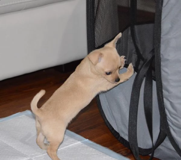 cucciolo di chihuahua di razza pura in cerca di una nuova casa