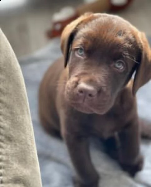 cucciolo di labrador di razza da regalo
