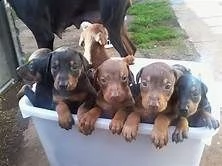 regalo adorabili cuccioli dobermann femminucce e maschietti