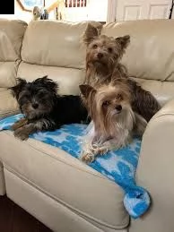 cuccioli di yorkie maschi e femmine