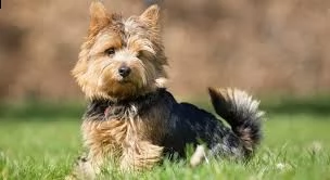 cuccioli di yorkie