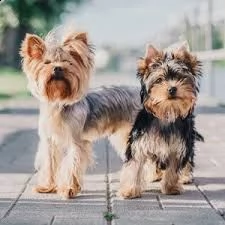 cuccioli di yorkie registrati per l'adozione