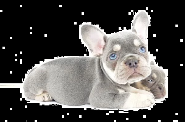 bulldog francese disponibili