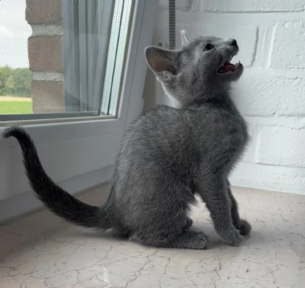 splendida micina razza blu di russia | Foto 1