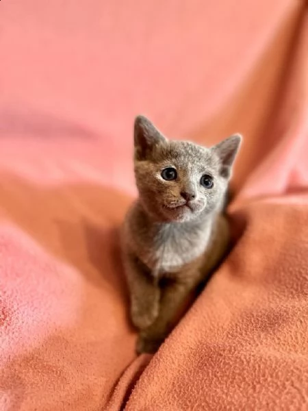 splendida micina razza blu di russia | Foto 0