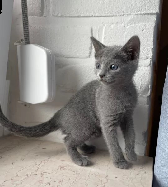 splendida micina razza blu di russia