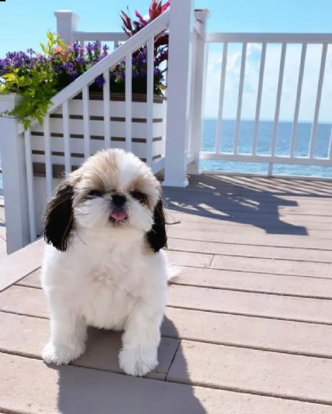  adorabili cuccioli di shih tzu maschi e femmine