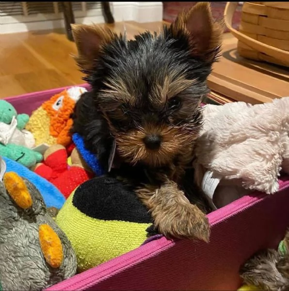   adorabili cuccioli di yorkshire terrier maschio e femmina