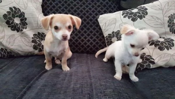  bellissimi cuccioli di chihuahua da reinserire in casa