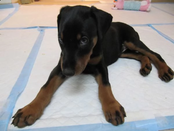 cuccioli doberman maschio e femmina | Foto 2