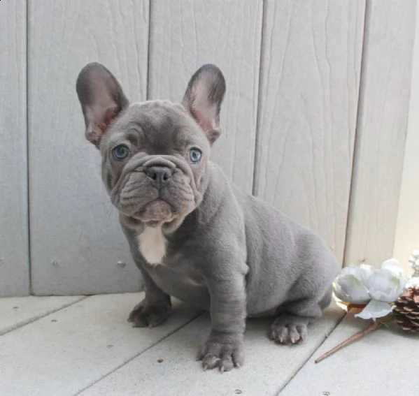 disponibili cuccioli bouledogue francese | Foto 2