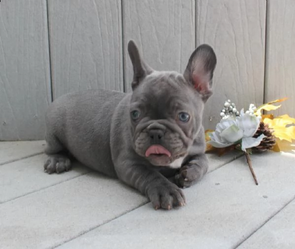 disponibili cuccioli bouledogue francese