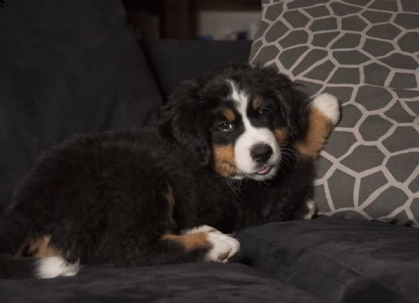 bovaro del bernese cuccioli | Foto 1