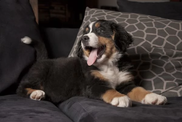 bovaro del bernese cuccioli | Foto 0
