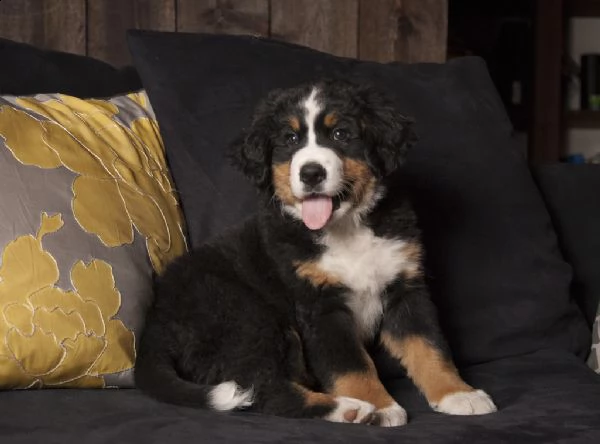 bovaro del bernese cuccioli