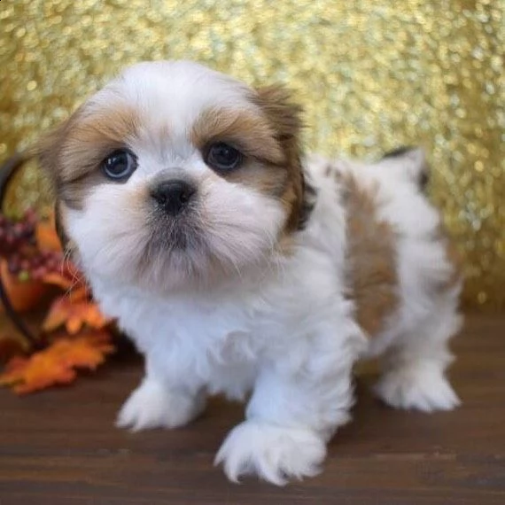 bellissimi cuccioli imperiali di shih tzu per l'adozione | Foto 1