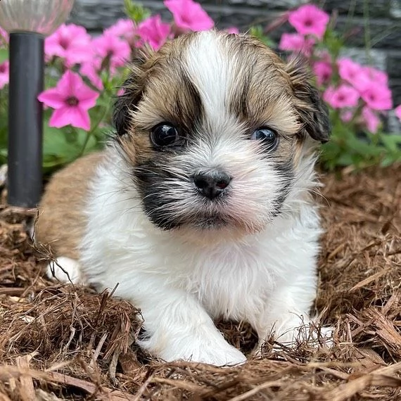 bellissimi cuccioli imperiali di shih tzu per l'adozione | Foto 0