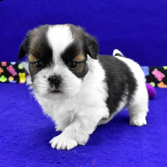 bellissimi cuccioli imperiali di shih tzu per l'adozione