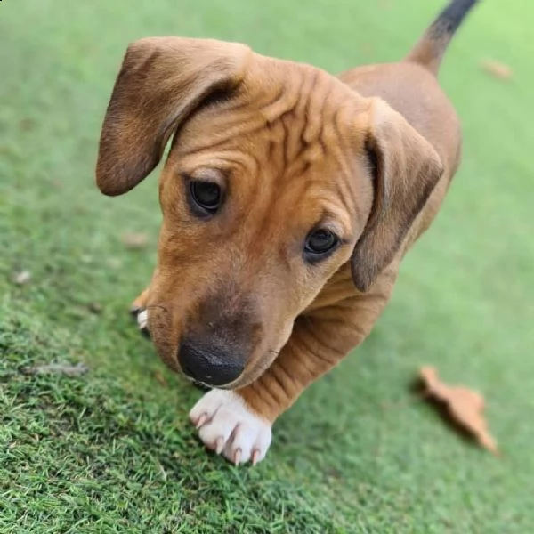 cuccioli di bassotto sani e ben addestrati per l'adozione gratuita | Foto 0
