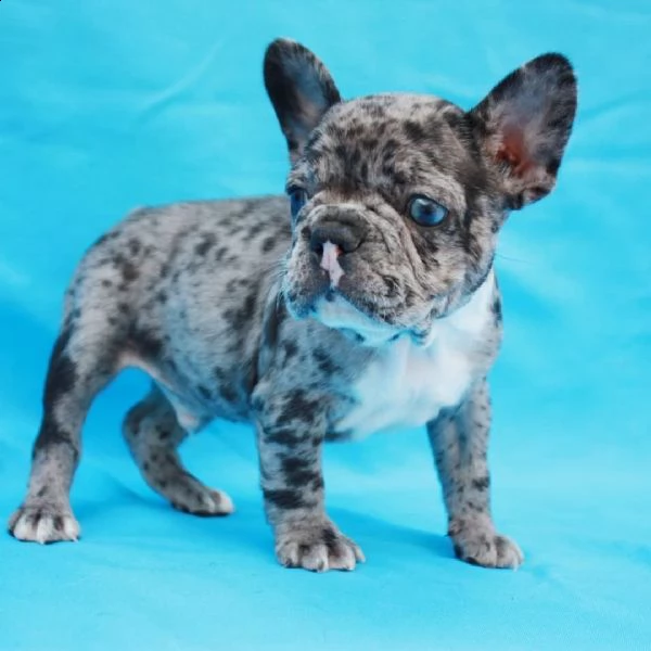 cuccioli di bulldog francese ben addestrati