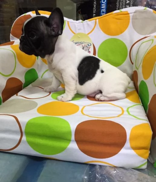  regalo cuccioli di cane a bulldog francese splendidi cuccioli di bulldog francese ad appassionati d