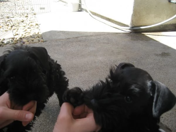 cuccioli schnauzer maschio e femmina | Foto 1
