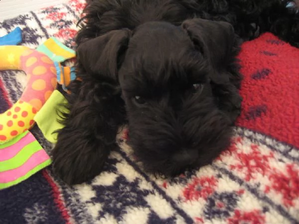 cuccioli schnauzer maschio e femmina | Foto 0