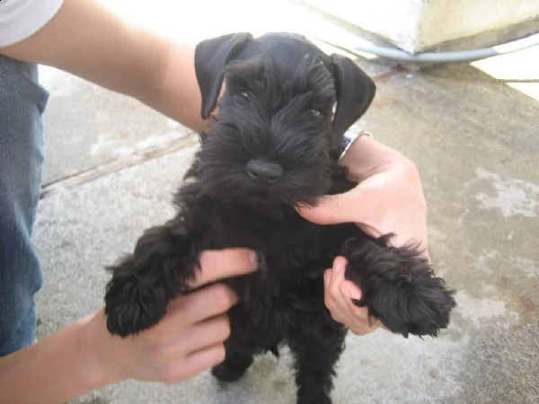 cuccioli schnauzer maschio e femmina