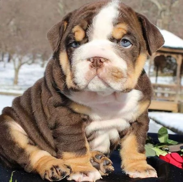 cuccioli bulldog inglese adozione | Foto 1